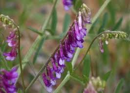 Image result for Vicia villosa