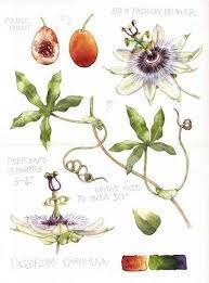 Original Watercolour Painting Passion Flower Passiflora Etsy Flower Painting Botanical Art Botanical Drawings