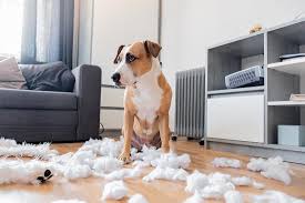 Wenn er anfängt am teppich zu kratzen, setzt du ihn demonstrativ zur alten matte. Fifi Allein Zuhaus Trennungsangst Beim Hund Behandeln Lumpi4 De Hundemagazin