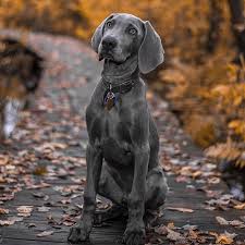 They are raised with lots of love and care and are socialized with. Weimaraner Pdsa