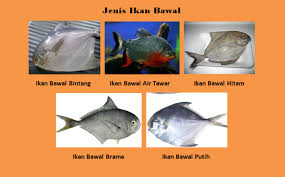 Ikan nila sangat populer di masyarakat karena rasa dagingnya yang gurih dan lezat. 5 Jenis Ikan Bawal Ciri Fisik Karakteristik Harga Dan Gambar Hewan Id