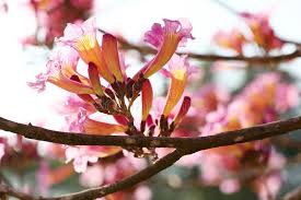 Image result for Handroanthus impetiginosus