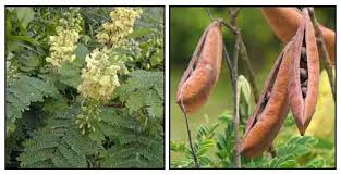Image result for Caesalpinia decapetala