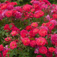 Check spelling or type a new query. 7 Easy To Grow Rose Bushes
