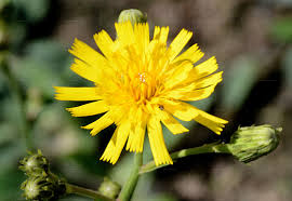 Image result for Tolpis