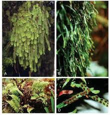 Image result for Grammitis