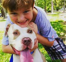 How are Code Red dogs doing in new homes?