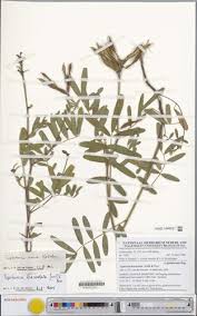 Image result for Tephrosia nana