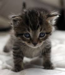 Kitten with tiger stripes on blue couch. Black Tiger Stripe Tabby Tiger Striped Kittens For Sale Baby Kittens Kittens Cutest Grey Kitten Kittens