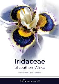 Image result for Afrosolen sandersonii