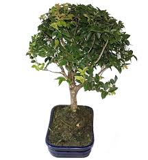 Hotels near emotion colombia travel. Bonsai Jabuticaba De Argentina Maceta Porcelanizada Magenta Flores De Colombia