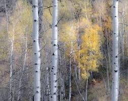 Birch Trees In Colorado Aspen Trees Fall Tree Decor Colorado Art Rustic Wall Art Cabin Decor Yellow Gold Leaves Photo Aspens Art Fall Aspen Art Invitation In 2020 Colorado Art Rustic Wall Art Aspen Art