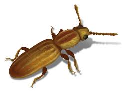In this article, i will share all these tricks step by step. How To Get Rid Of Sawtoothed Grain Beetles
