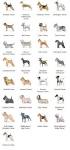 Terrier Dog Breeds (Small, White)