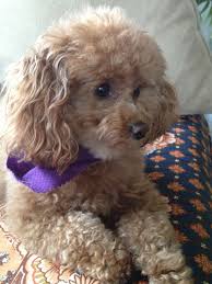 Pin By Elaine Beaghan On Toy Poodles Cute Dog Toys Poodle Puppy Toy Poodle