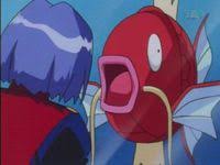 Sie müssen nur ihre karpador cp zu schreiben und klicken sie dann auf entwickeln. Karpador Pokewiki