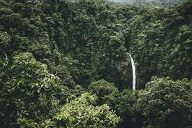 Kepentingan hutan kepada manusia hutan di seluruh dunia adalah sebahagian daripada ekosistem global yang menampung serta memperkayakan kehidupan manusia. Pengertian Hutan Bagian Jenis Dan Fungsinya