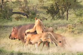 While hippos are generally too large and powerful for lions to hunt, there  are rare instances where lions, usually in a group, might attempt to attack  a hippo. This typically happens when
