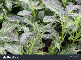 Image result for Gynura pseudochina