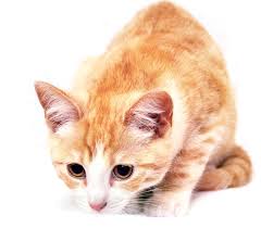 Some of our small staff have been here for decades. Pet Care In Madison Ga Madison Veterinary Clinic