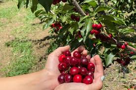 Maybe you would like to learn more about one of these? U Pick Organic Cherries In Brentwood Marin Mommies