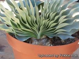 Image result for Boophone