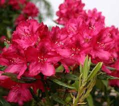 Nova Zembla Red Rhododendron Rhododendron Nova Zembla Azalea Flower Flower Seeds