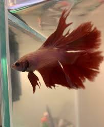 Pin On Betta Fish