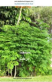 Www Iqbalkalmati Blogspot Com Wwwjqbalkalmati Ipgspqtcom I 5 V Flowers Name In English Amazing Flowers Flowers