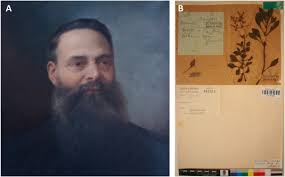 Image result for Oldenlandia echinulosa