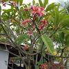 Pokok kemboja merah di tepi bangunan. Https Encrypted Tbn0 Gstatic Com Images Q Tbn And9gct28gkboddvegi28idonx8w218lcfyxhpdkh6glbvx74p9omimk Usqp Cau