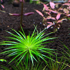 Image result for Eriocaulon cinereum