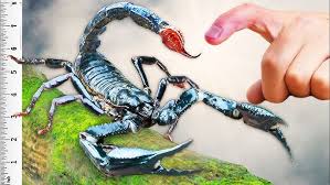 Stung by World’s Biggest Scorpion!