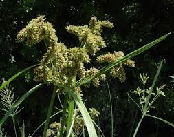 Image result for Cyperus alopecuroides