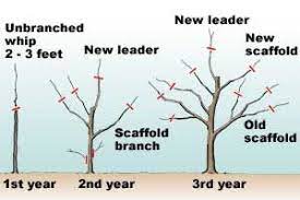 Apple Trees Hints On How To Grow Plant And Prune Apple Trees Apple Tree Gardening Apple Tree Garden Design Pruning Apple Trees