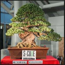 Bonsai Termahal Yang Langka Dan Unik