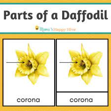 Daffodil Worksheets Teaching Resources Teachers Pay Teachers