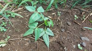 Image result for Vigna reticulata
