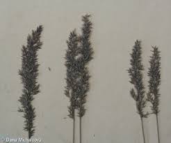 Image result for Agrostis isopholis