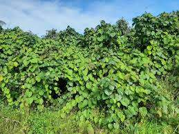 Image result for Merremia verecunda