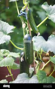 Image result for Cucumis aculeatus