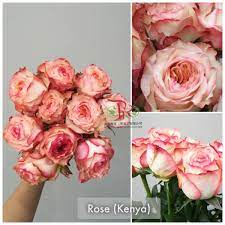 love is like a rose when pressed between two lifetimes it will last forever 那花朴素大方 花瓣层层叠叠 微微下卷 在阳光的照耀下 花瓣犹如涂上了一层明油 光泽而明亮