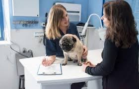 Learn about dog colds and how to tell if your dog has a cold. How To Tell If My Dog Has A Cold Lovetoknow