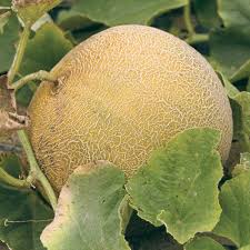 The advice you need from seed to weed. How To Grow Sweet Tasty Muskmelons Finegardening