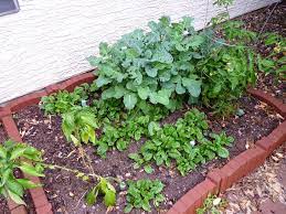 The hot summer sun is a good thing for the right vegetables. Growing Vegetables And Herbs In Phoenix Arizona