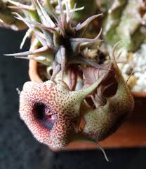 Image result for Huernia verekeri