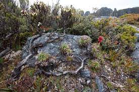 Richea Alpina Azaleas Plants Outdoor