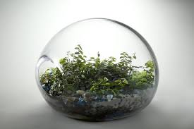 Paula Hayes Living Terrariums Large Glass Terrarium Glass Terrarium Containers Terrarium For Sale