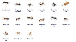 Maybe you would like to learn more about one of these? 35 Ants In House Astrology Zodiac Art Zodiac And Astrology