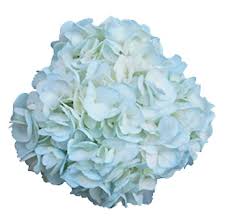 Hydrangea cobalt blue cut flowers, hydrangea, blue, flower png. Light Blue Hydrangea Jumbo Tinted Hydrangea Flower Flowers Near Me Bulk Flowers